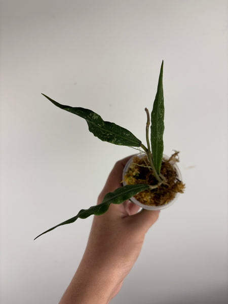 Hoya Sp aceh z3 B