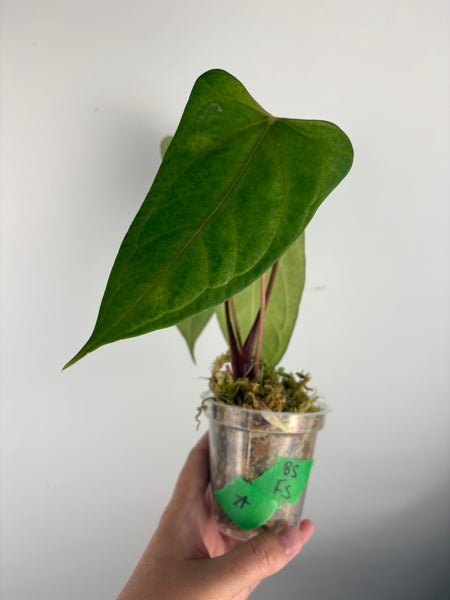 Anthurium black sweet x Fort Sherman A2