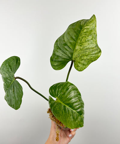 Philodendron sodiroi variegated