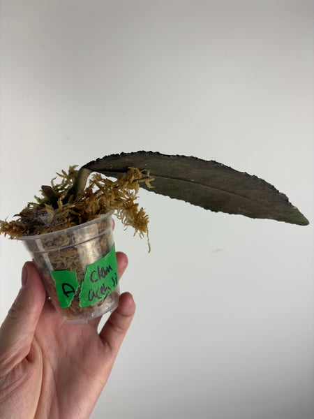 hoya clemensorium aceh splash A