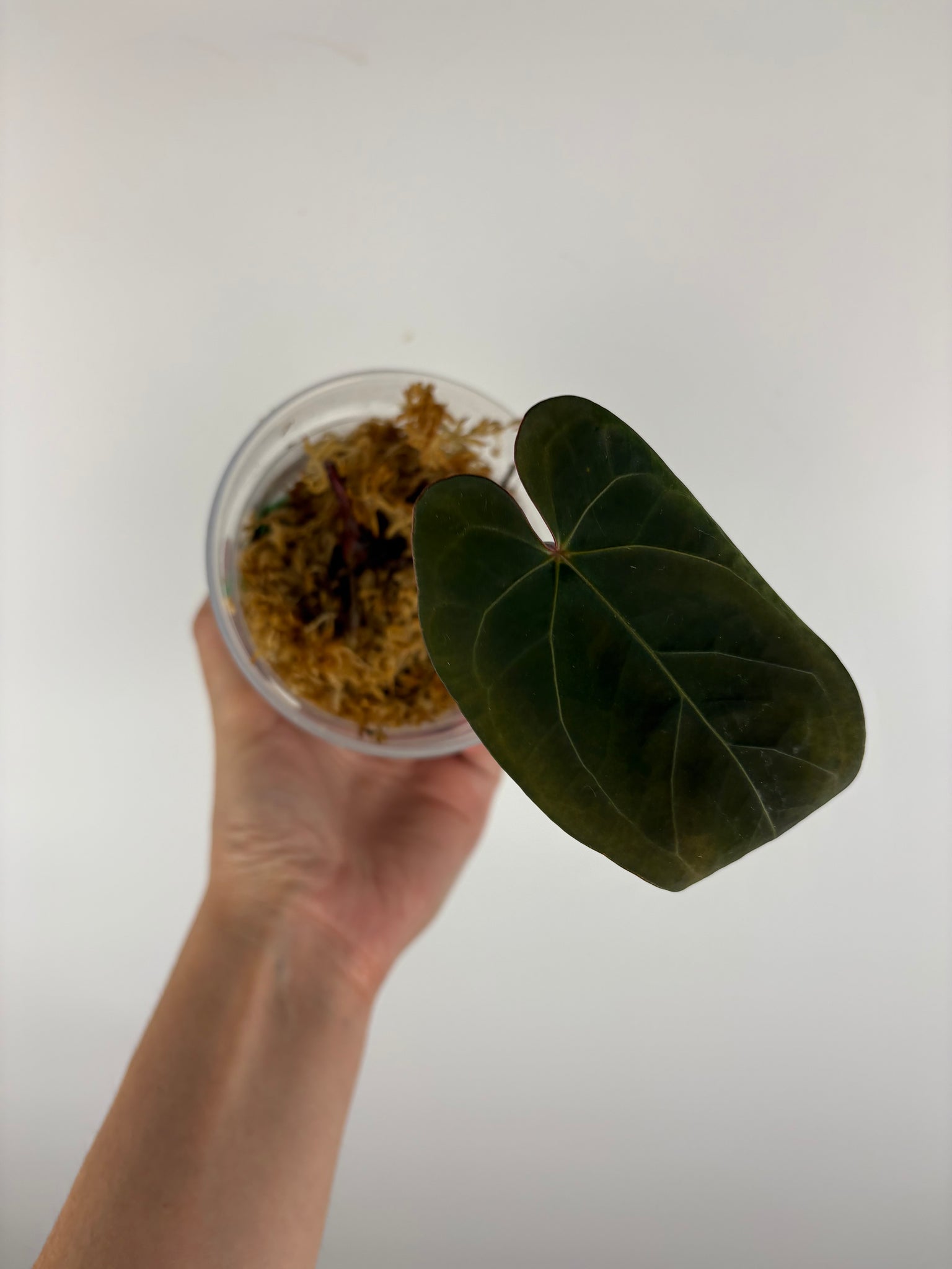 Anthurium blue papi seed 2