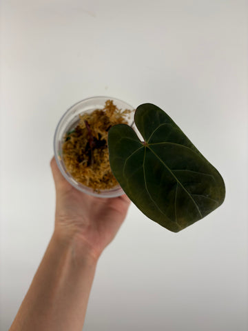 Anthurium blue papi seed 2
