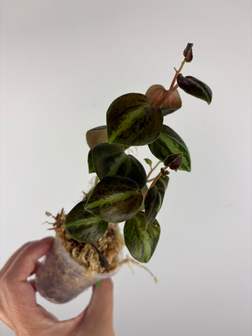Peperomia columbiana 1