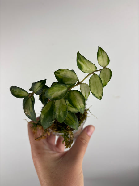 hoya lacunosa bruno A