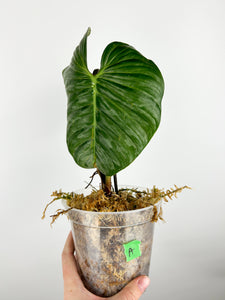 Philodendron sodiroi A AS IS