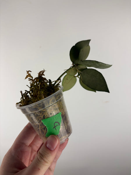 Hoya Lacunosa gayung A