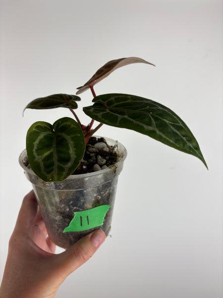 Anthurium 'Memoria Tim Anderson’ - (Doc Block Zara × Doc Block Michelle) X Anthurium Red Crystallinum from USA - 11