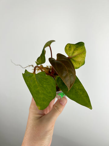 Anthurium Black sweet x blue papillilaminum hybrid F