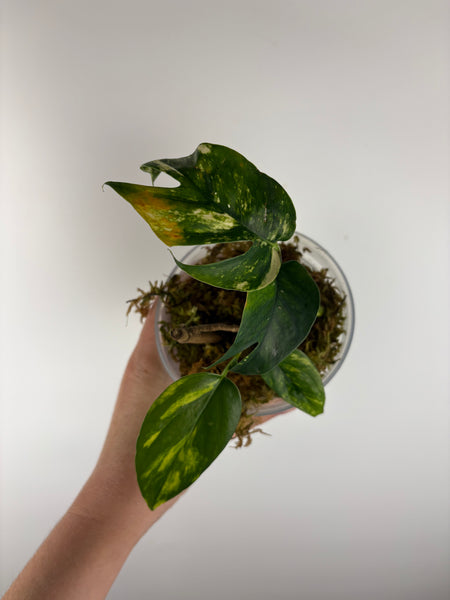Epipremnum Pinnatum
Yellow Flame