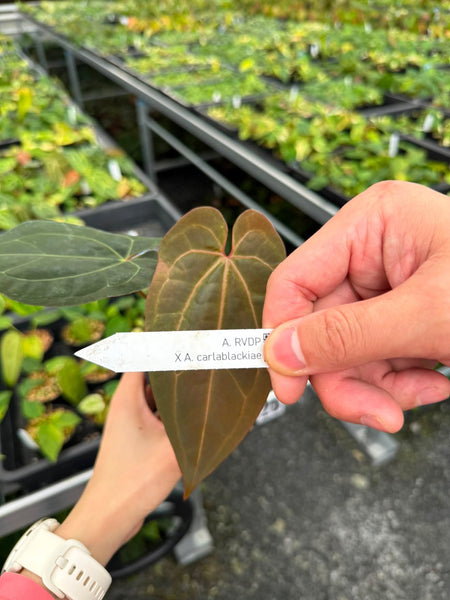 Anthurium RVDP x Carla unacclimated (Thailand)