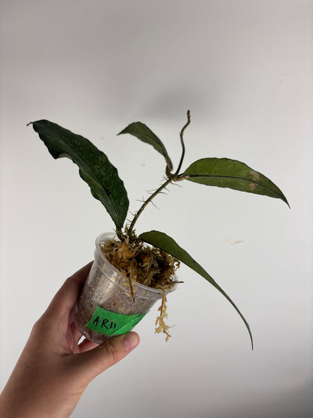 hoya Sp aceh ar11 A