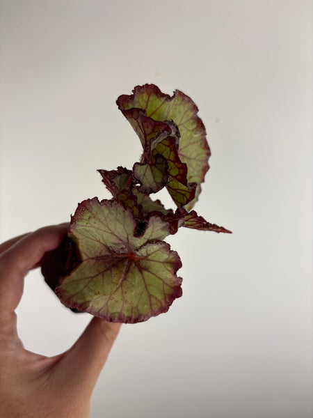 begonia carnival