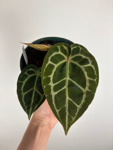 Anthurium 'Memoria Tim Anderson’ - (Doc Block Zara × Doc Block Michelle) X Anthurium Red Crystallinum from USA - 9