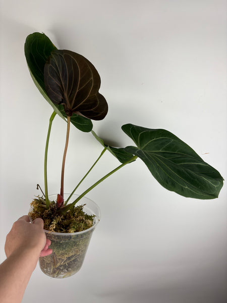 Anthurium king of spades
