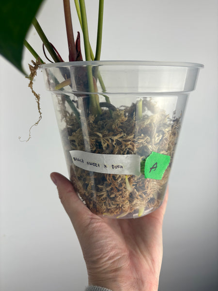 Anthurium black sweet x dorayaki A