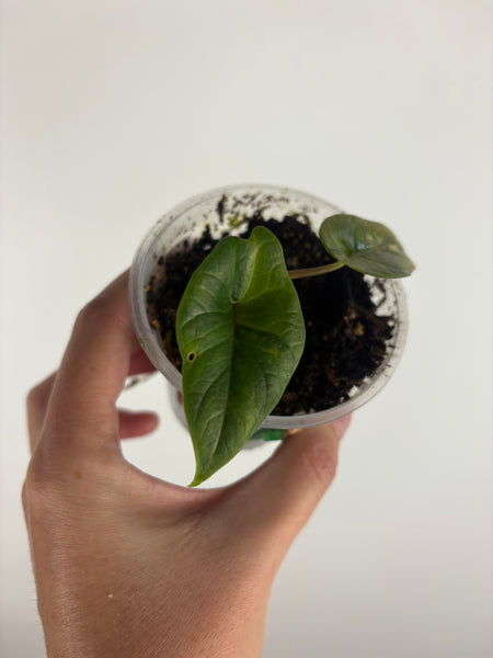 Alocasia scalprum aurea variegated