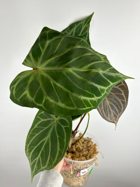 Anthurium King of Spades x forgetii C