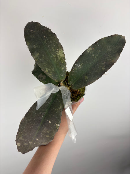 Hoya undulata - lightly rooted as is