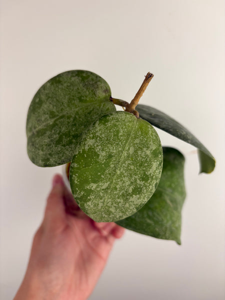 Hoya vertcillica sp tanggamus B