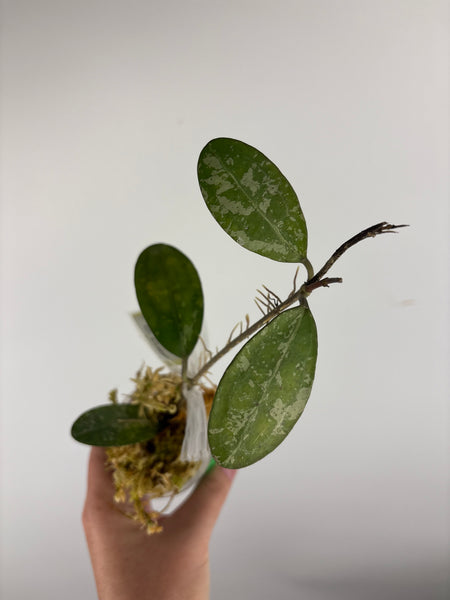 hoya elliptica splash D