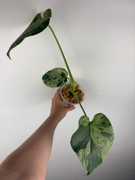 Monstera vietciosa (Thailand) C2