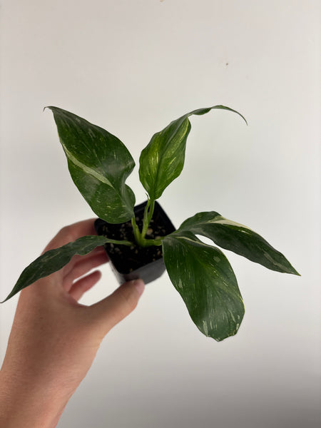 spathiphyllum variegated