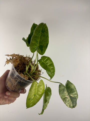 Philodendron burle Marx x verde 3