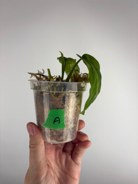 Philodendron Florida beauty x barosaunum (not variegated) A