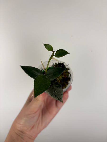 Hoya Lacunosa green flame - no silver