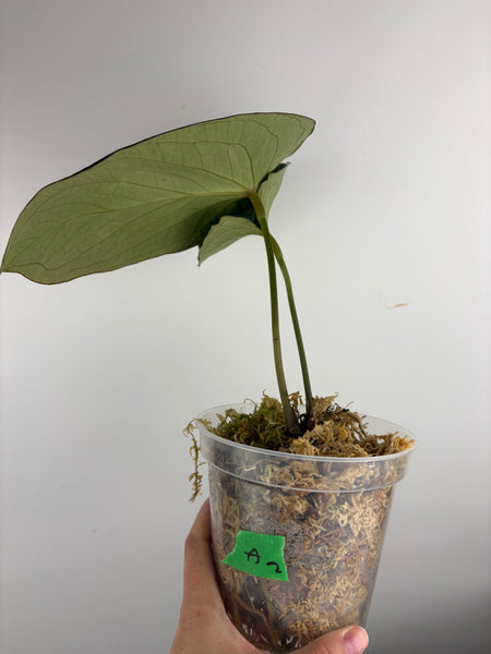 Anthurium king of spades medium A2