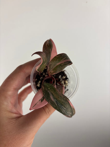 Philodendron pink princess marble
