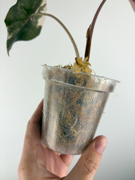 Alocasia chantrieri pink variegated A