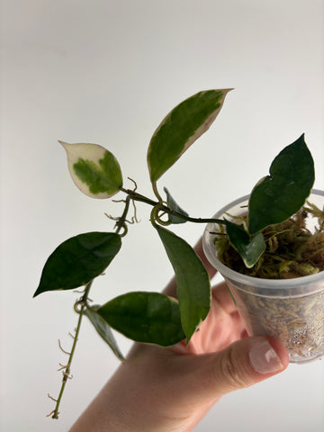 Hoya lacunosa 'Asami' (Wonosobo) 5
