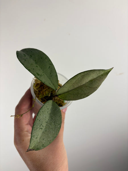 hoya blizzard C