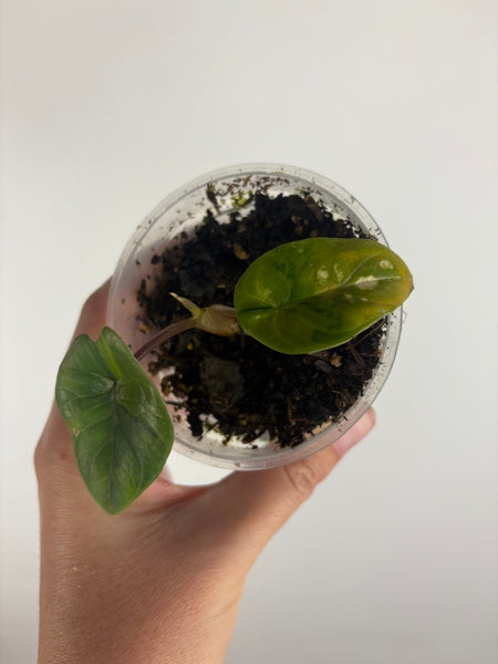 Alocasia scalprum aurea variegated