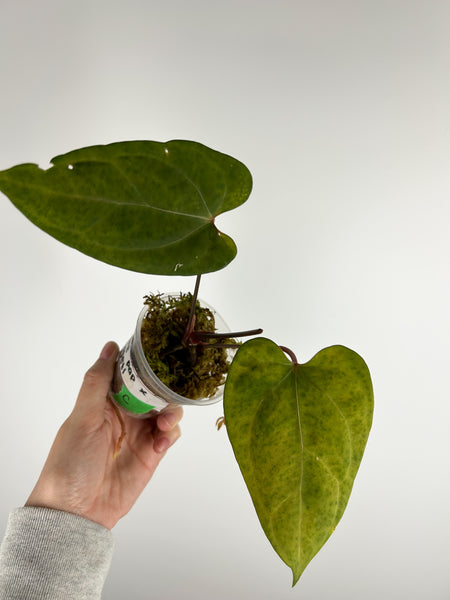 Anthurium Blue papillilaminum x forgetii C as is