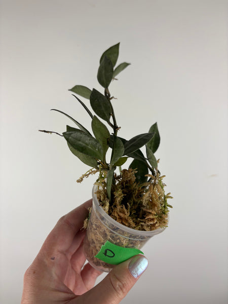 hoya lacunosa grey ash D