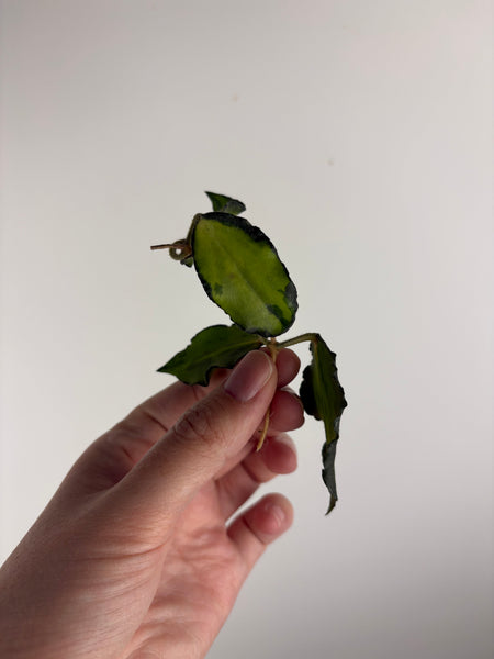 Hoya caudata variegated cutting