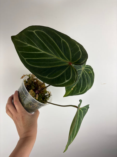 Anthurium king of spades (butterfly) D large