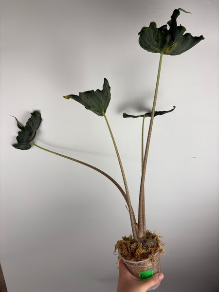 Alocasia holy grail D -XL