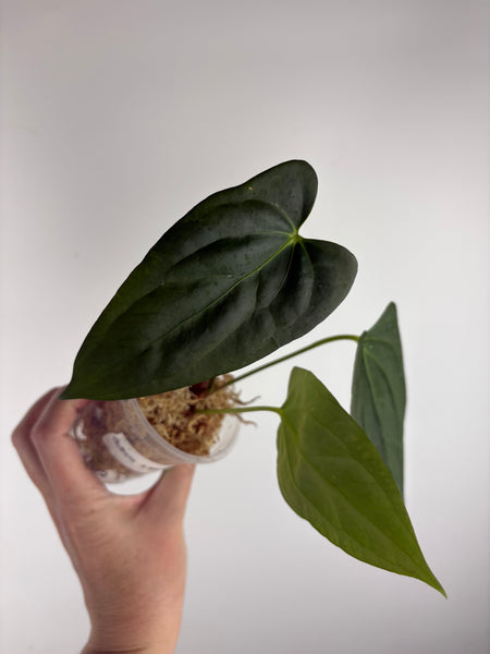 Anthurium Chimera x black sweet A