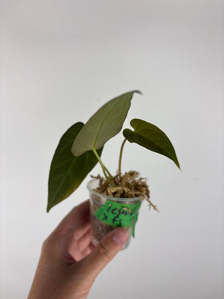 Anthurium legend x fort sherman 2