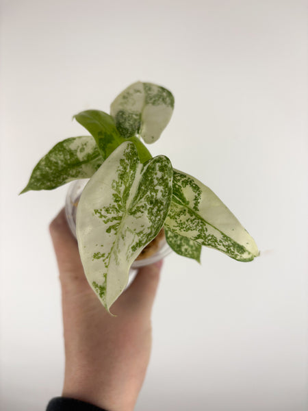 Alocasia Longiloba Thai con