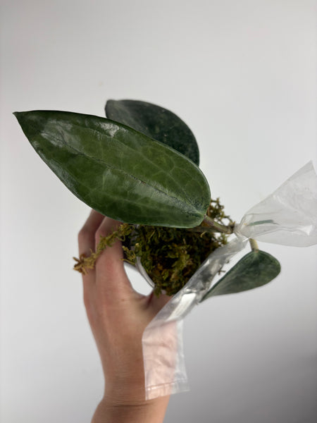 Hoya Latifolia 'rimba perak' A2