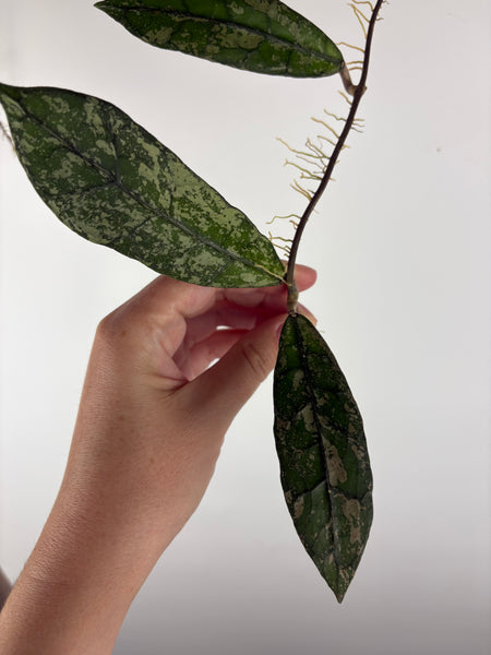 Hoya Clemensiorum
bukit endau silver top cut