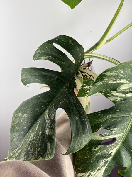 Monstera albo 9