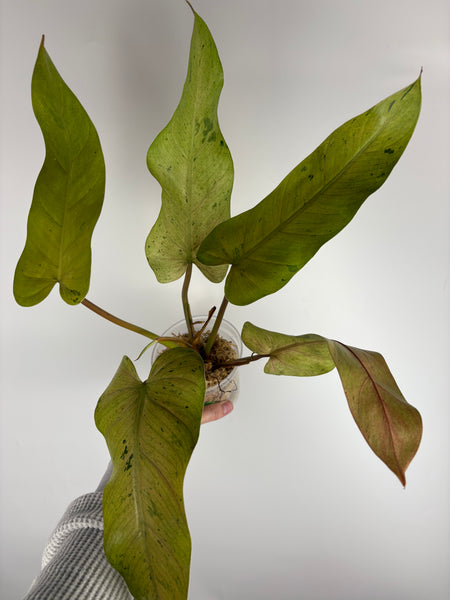 Philodendron Whipple way B