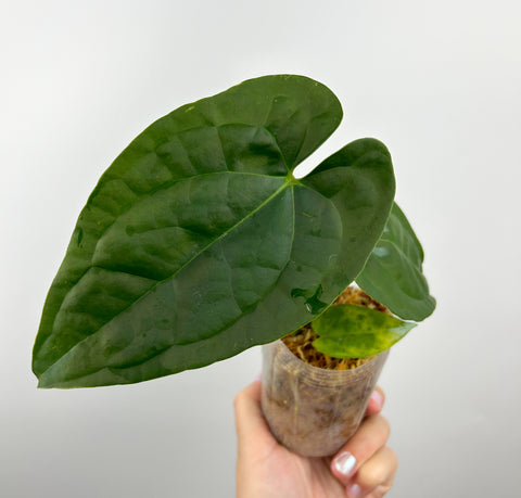 Anthurium forgetii x luxurians C (Thailand)