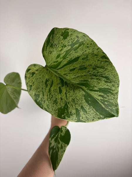 Monstera vietciosa (Thailand) B