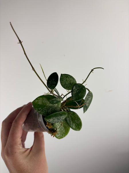 Hoya Mathilde splash B